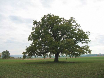 Bild 1 von 1 Eiche im Hohen Kamp